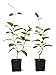 Algopix Similar Product 6 - 9GreenBox  Red Brazilian Jasmine  2