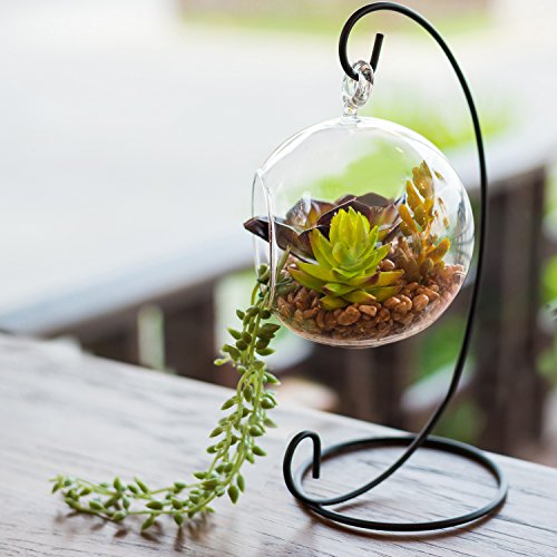 Algopix Similar Product 20 - MyGift Clear Glass Hanging Air Plant