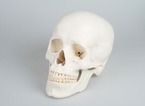 Algopix Similar Product 10 - Magnetic Skull Model, 3-part
