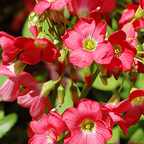 Algopix Similar Product 8 - Iron Cross (Oxalis)