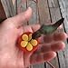 Algopix Similar Product 14 - Aroma Trees Handheld Hummingbird