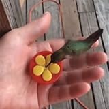 Algopix Similar Product 14 - Aroma Trees Handheld Hummingbird