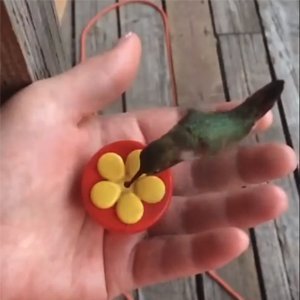 Algopix Similar Product 16 - Aroma Trees Handheld Hummingbird