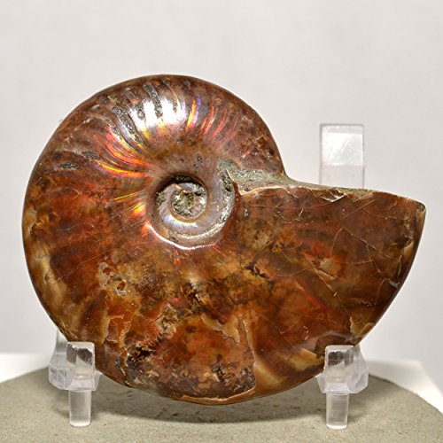 Algopix Similar Product 4 - HQRP-Crystal Red Flash Ammonite (AA4)