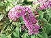 Algopix Similar Product 9 - Greenwood Nursery Live Shrub Plants 