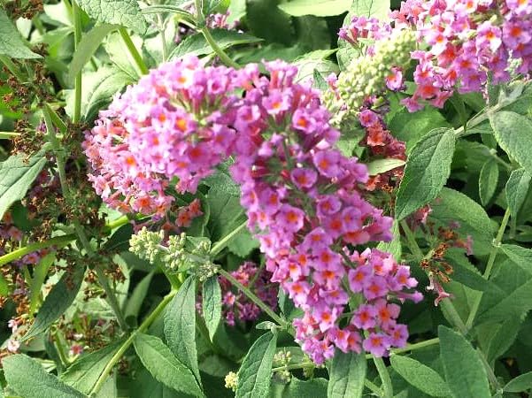 Algopix Similar Product 14 - Greenwood Nursery Live Shrub Plants 