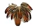 Algopix Similar Product 17 - 50 Pieces  2530 Natural Golden