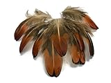 Algopix Similar Product 13 - 50 Pieces  2530 Natural Golden