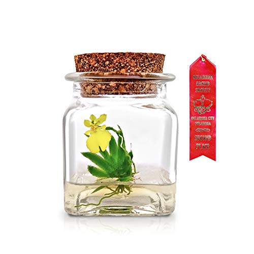 Algopix Similar Product 10 - Award Winning Maintenance Free Orchid
