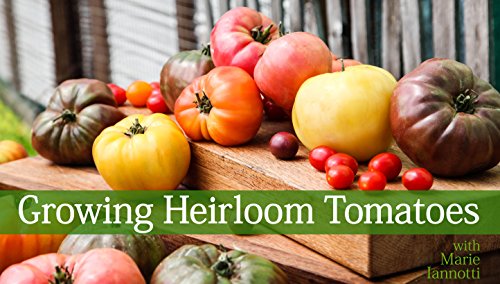 Algopix Similar Product 15 - Growing Heirloom Tomatoes