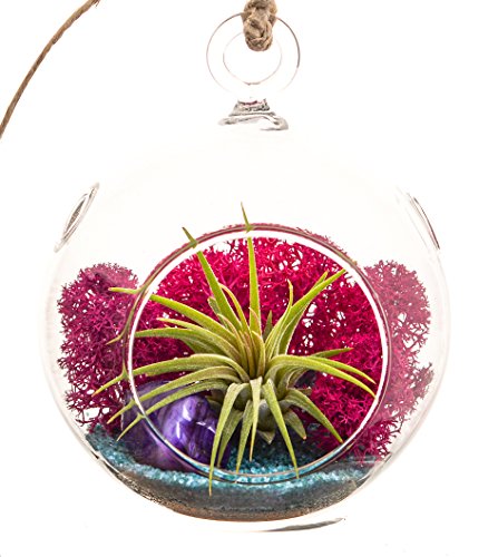 Algopix Similar Product 1 - Bliss Gardens Mini Air Plant Terrarium