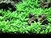 Algopix Similar Product 8 - Staurogyne Repens Tissue Cultured 