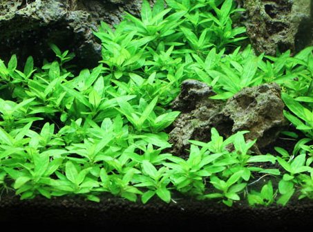 Algopix Similar Product 8 - Staurogyne Repens Tissue Cultured 