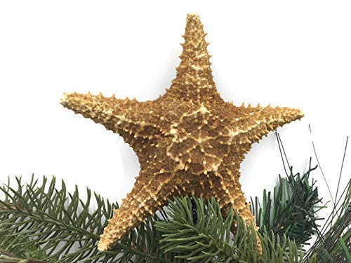 Algopix Similar Product 13 - Caribbean Starfish Christmas Tree Topper