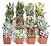 Algopix Similar Product 2 - Shop Succulents Unique Succulent Plant