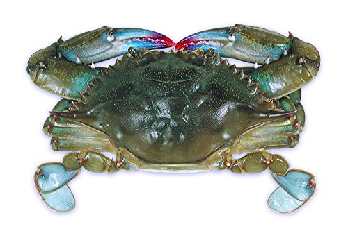 Algopix Similar Product 4 - Raw Domestic Soft Shell Crabs 12 Ct