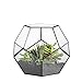Algopix Similar Product 4 - NCYP Small Open Terrarium Planter 