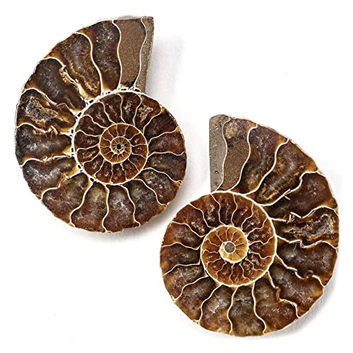Algopix Similar Product 17 - KALIFANO Extinct Natural Polished