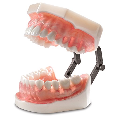 Algopix Similar Product 11 - Practicon 4112125 Bone Absorption Model