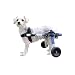 Algopix Similar Product 17 - Walkin Wheels Dog Wheelchair  for