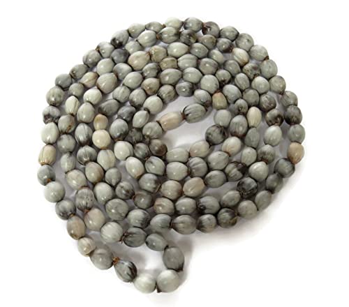 Algopix Similar Product 14 - African Zulu grey seeds Imfibinga or