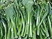 Algopix Similar Product 17 - Asian Heirloom Yu Choi Edible Rape by
