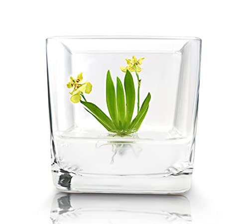 Algopix Similar Product 20 - BLOOMIFY Miniature Orchid Terrarium