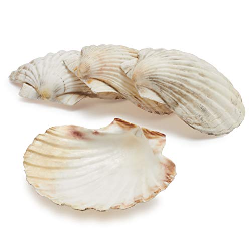 Algopix Similar Product 6 - Sur La Table King Scallop Grilling