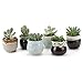 Algopix Similar Product 13 - T4U Small Ceramic Succulent Pots with