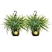 Algopix Similar Product 19 - Costa Farms Boston Fern Live Plant