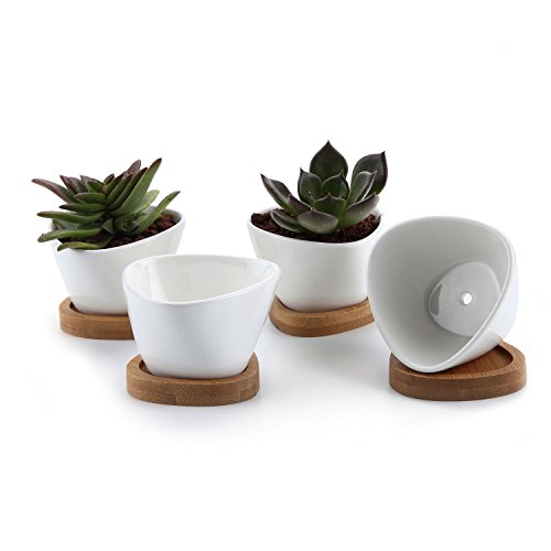 Algopix Similar Product 4 - T4U Small White Succulent Planter Pots