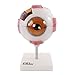 Algopix Similar Product 10 - 66FIT Human Giant Eye Model  White 