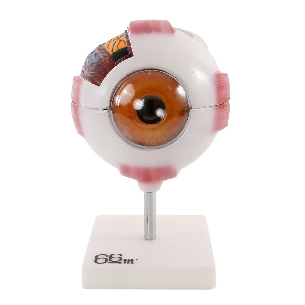 Algopix Similar Product 13 - 66FIT Human Giant Eye Model  White 