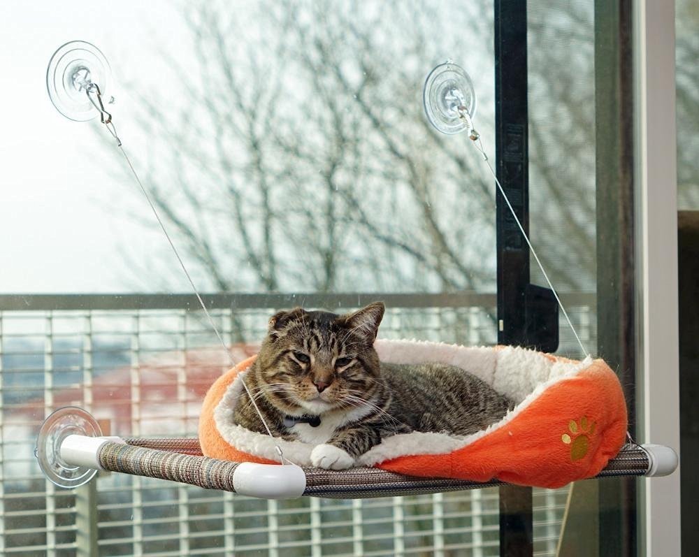 Algopix Similar Product 13 - Kitty Cot Original Replacement Suction