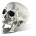 Algopix Similar Product 17 - Prextex 65 Plastic Skull Head