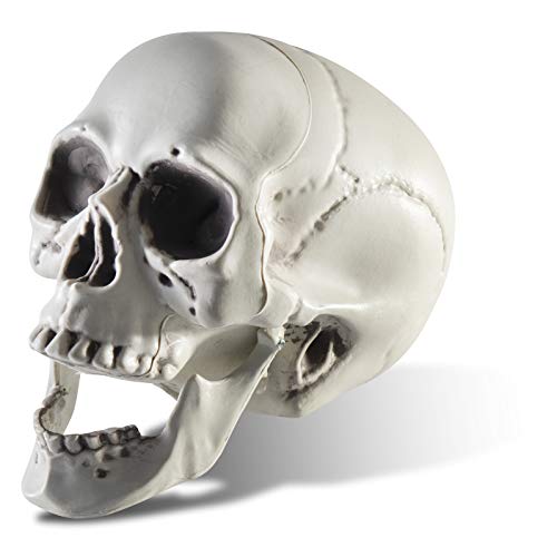 Algopix Similar Product 8 - Prextex 65 Plastic Skull Head