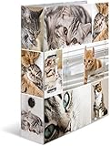 Algopix Similar Product 3 - Herma 7166 Carton Multicolour