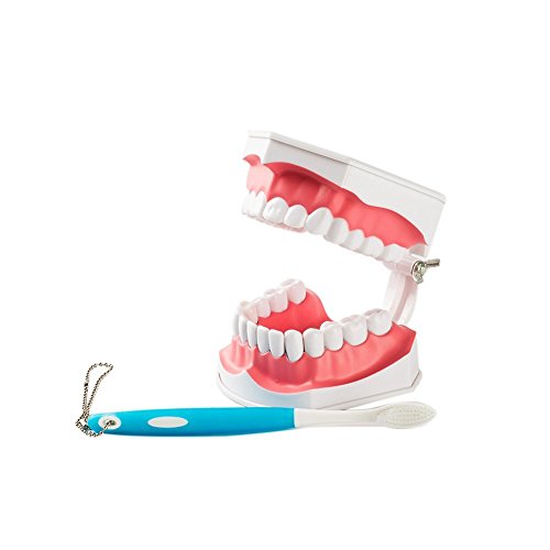 Algopix Similar Product 15 - Easyinsmile Large Dental Teeth Model