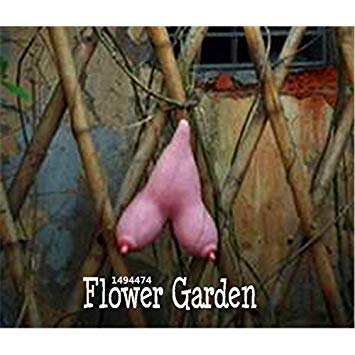 Algopix Similar Product 18 - Selected highquality Vietnam gourd
