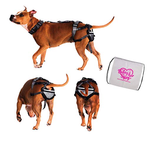 Algopix Similar Product 14 - PABS Pet AntiBreeding System Chastity
