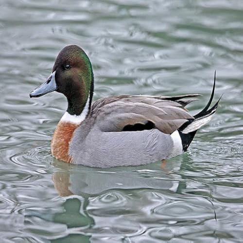 Algopix Similar Product 14 - Hybrid duck