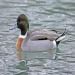 Algopix Similar Product 14 - Hybrid duck