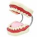 Algopix Similar Product 20 - SMKF Large Anatomical Teeth Models 