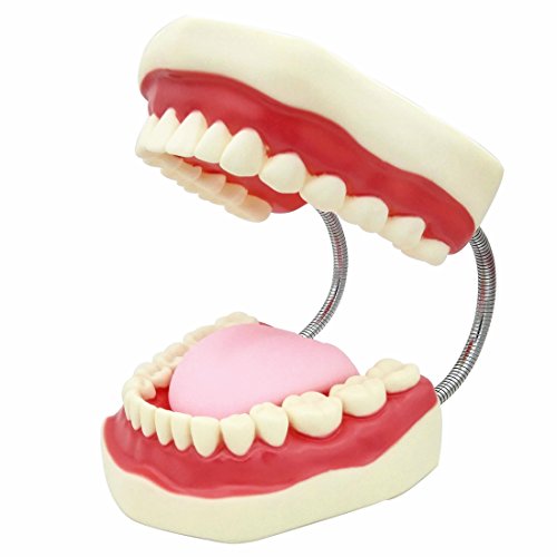 Algopix Similar Product 10 - SMKF Large Anatomical Teeth Models 