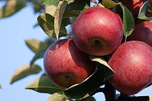 Algopix Similar Product 17 - Kauffman Orchards Fresh Mcintosh