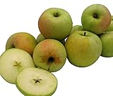 Algopix Similar Product 15 - Kauffman Orchards Homegrown Crispin