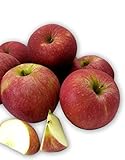 Algopix Similar Product 19 - Kauffman Orchards Homegrown Stayman