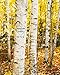 Algopix Similar Product 12 - Birch Trees Personalized Art Custom