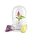 Algopix Similar Product 9 - BLOOMIFY Celosia Flower Terrarium Zero