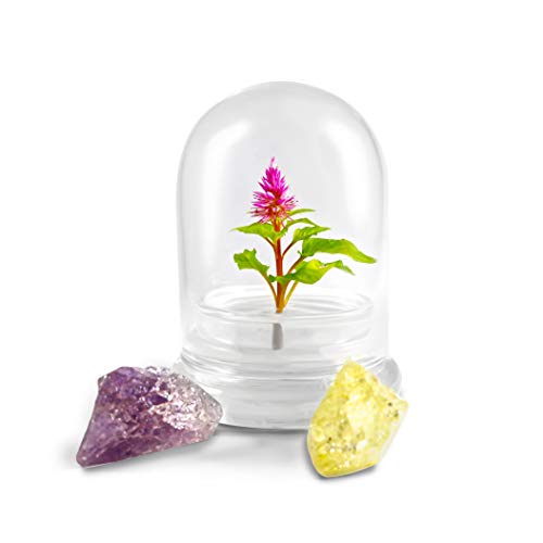 Algopix Similar Product 14 - BLOOMIFY Celosia Flower Terrarium Zero